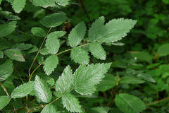 Rubus niveus